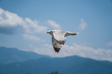 Seagulls around the ferry from south greece to Thassos island