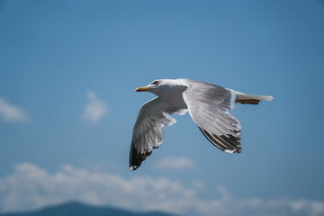 Seagulls around the ferry from south greece to Thassos island