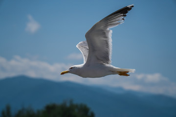 Seagulls around the ferry from south greece to Thassos island