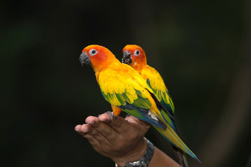 Beautiful and cute small parrots are on the arms of tourists.