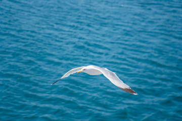 Seagulls around the ferry from south greece to Thassos island