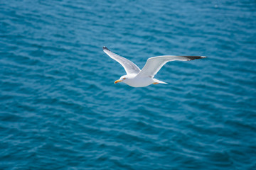 Seagulls around the ferry from south greece to Thassos island