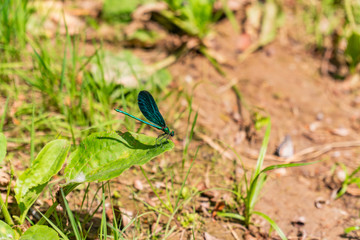 Dragonfly near waterfall Hotnitsa in Bulgaria
