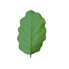 Close up green leaf on white background.