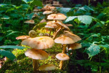 gathering mushrooms in the forest, harvesting for the winter, forest gifts