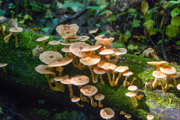 gathering mushrooms in the forest, harvesting for the winter, forest gifts