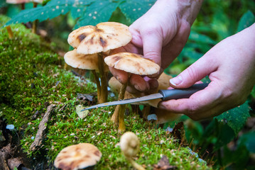 gathering mushrooms in the forest, harvesting for the winter, forest gifts