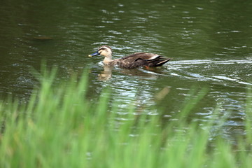 見沼自然公園のカルガモ