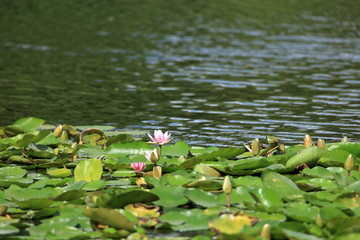 見沼自然公園の睡蓮