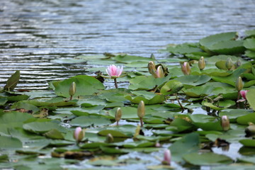 見沼自然公園の睡蓮