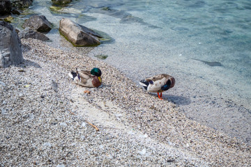 Two cute ducks on pebble beach beside the Geneva lake, Switzerland