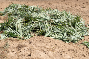 The pineapple tree that is stacked on the ground to prepare for further planting.