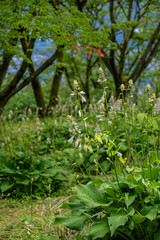 ギボウシ／蕾をたくさん付けたコバギボウシが群生している風景の縦長写真