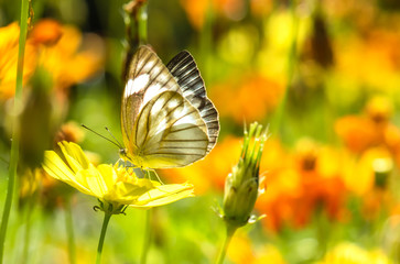 Butterflies and flowers in the morning