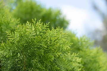 close up of leave of pine tree in vivid tone