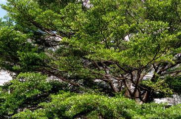 Fototapeta na wymiar branches of big tree as background
