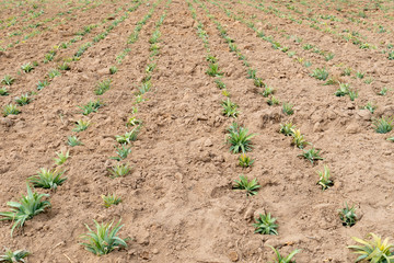Agriculture in Thailand Planting seedlings of pineapple on the soil.