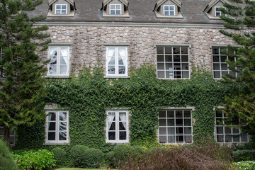 Fototapeta premium old brick building wtih ivy