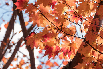 Maple leaves on tree with sunlight in autumn season.