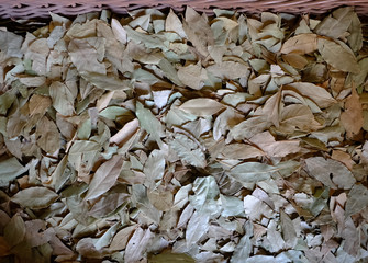 bay leaf in a basket