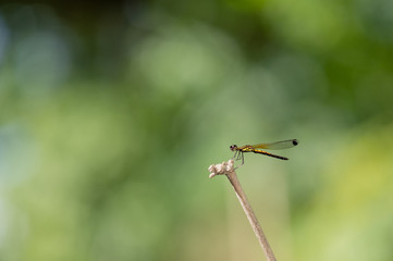 Dragonfly hold on dry branchesand copy space