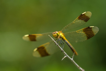 Allphotokz Dragonfly 20070615 0406 5D