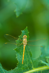 Allphotokz Dragonfly 20070615 2350 5D