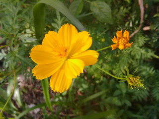 naturel flowers in sri lanka