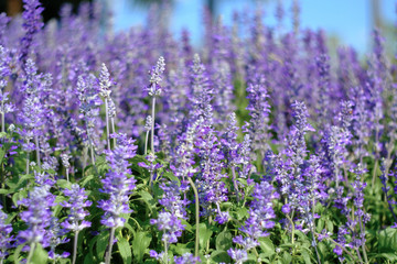 closeup beautiful fernleaf lavender flower. Blooming in garden. Lavandula pinnata