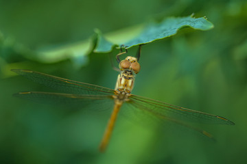 Allphotokz Dragonfly 20070615 2354 5D