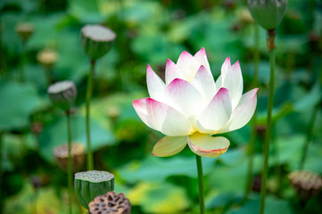 Obraz premium ハスの花