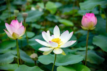Obraz premium ハスの花