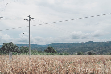 Obraz premium Trigo eléctrico 