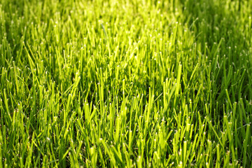 Fresh green grass outdoors