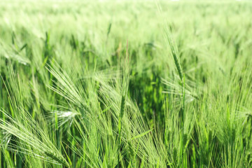 Green spikelets in wheat field