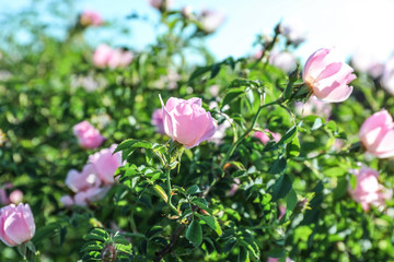 Shrub with beautiful flowers on spring day outdoors