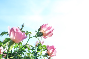 Obraz premium Spring nature and floral beauty, pink wild rose flowers blooming in garden with soft sunlight and clear blue sky background for seasonal design