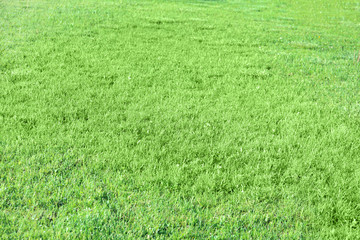 Obraz na płótnie Canvas Green grass on spring day
