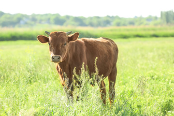 Young bull on green meadow