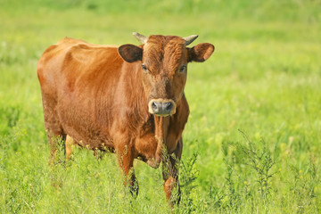 Naklejka na ściany i meble Young bull on green meadow