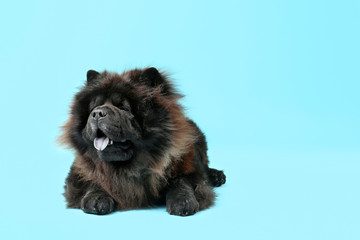 Cute Chow-Chow dog on color background