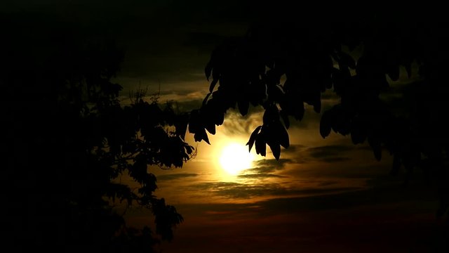 blur moon yellow sky silhouette leaves and cloud moving1