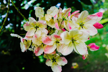 Beautiful colorful pink white and yellow flowers and green nature plant tree forest in the public garden and green city parks