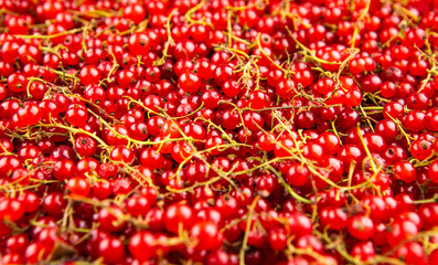 Red currant berries as background