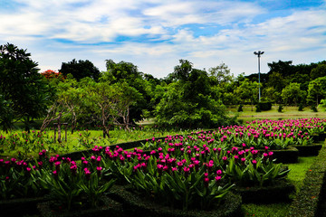 Beautiful colorful red and pink flowers and green nature plant tree forest in the public garden and green city parks