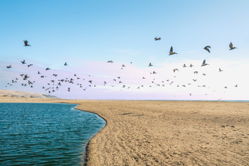  Flock of Birds, Pelicans and Seagulls,  Flying Over the Sea. Pacific Ocean, California