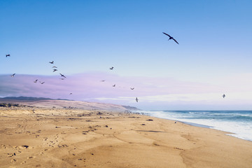 Sunset on the Beach. Sand Beach and Flock of Birds Flying Over the Sea. Pacific Ocean, California