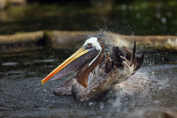 The brown pelican (Pelecanus occidentalis) on the surface of the pond. The pelican cleans its feathers and shakes water on the dark water.