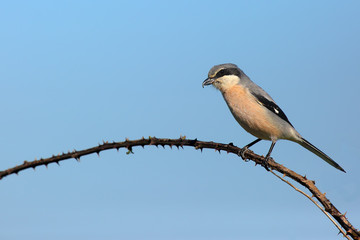 The great grey shrike (Lanius excubitor), known as the northern shrike or  Iberian grey shrike (Lanius meridionalis) sitting on the branch with blue background.