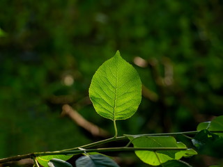 Bright green leaf front of the Sun light